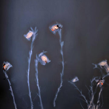 artistically rendered photo of botanical material